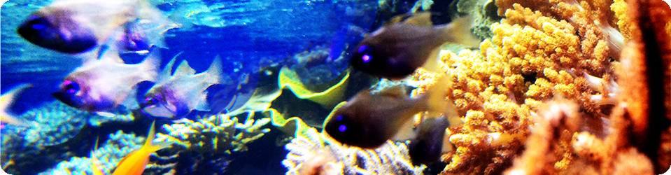 Marine Life — GeoMarine Biotechnologies